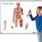 Learning Resources Double-sided Magnetic Human Body Set, 17 Pieces 6044 - alternate 2